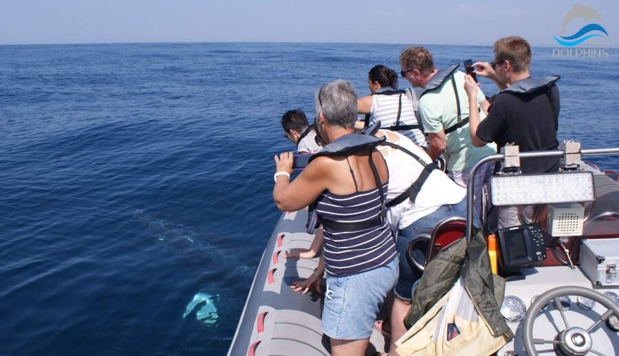 Dolphins Watching - Portimão - Crew professionalism and safety: how the trip stays controlled