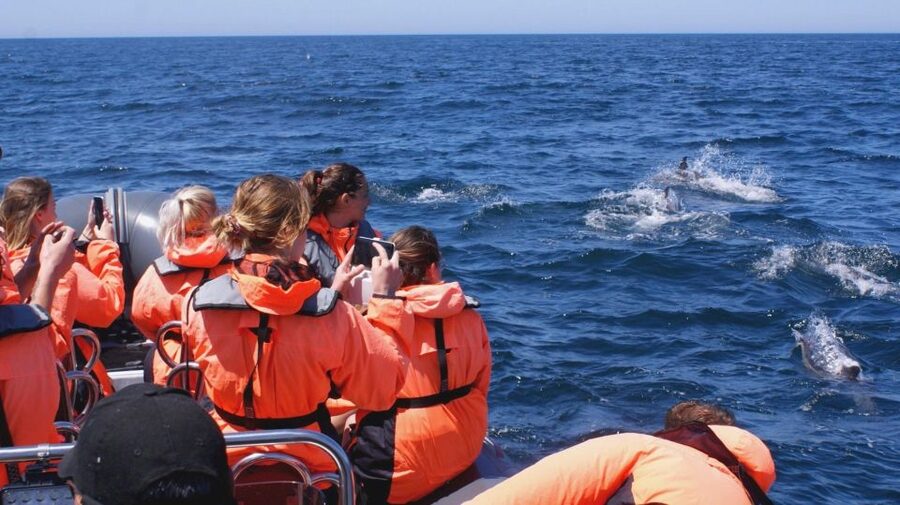 Dolphins Watching - Portimão - Price and value: what $41 buys you in the real world