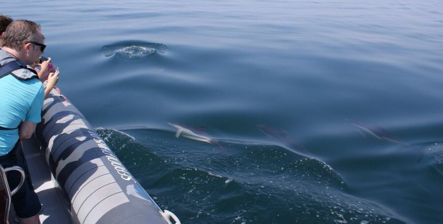 Dolphins Watching - Portimão - Who should book this dolphin watching experience in Portimão