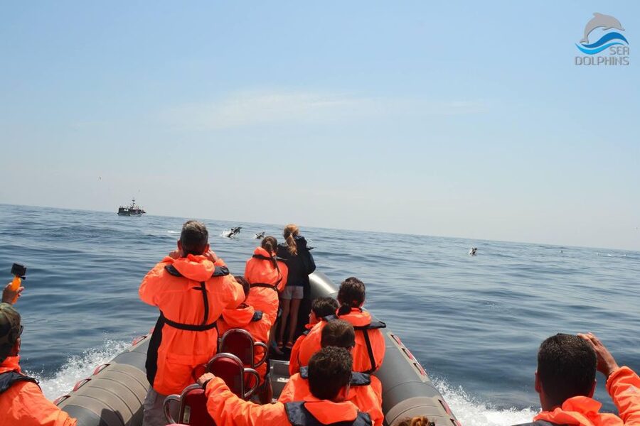 Dolphins Watching - Portimão - Should you book Seadolphins Dolphin Watching in Portimão?