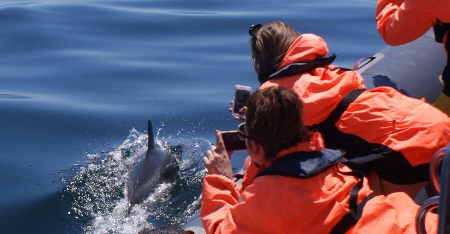 Dolphins Watching - Portimão - Seadolphins meeting point and what you get ready at the start