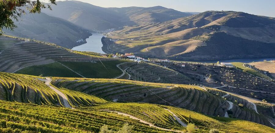 Douro Private Tour – Customizable Experience - Wine tasting add-ons: family-owned estate vs premium quinta