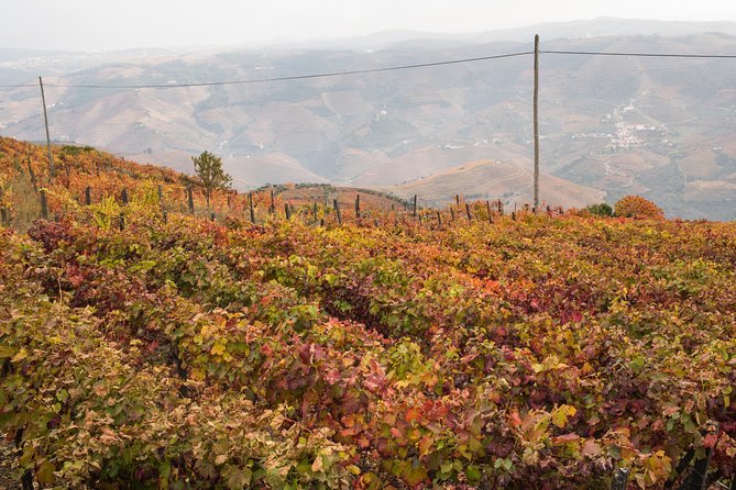 Douro Valley Small-Group Tour with Wine Tasting, Lunch and Boat - From Porto to Douro, A Day Built Around the Views