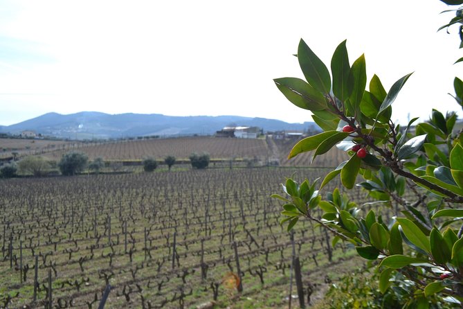 Douro Valley Tour: 2 Vineyard Visits, River Cruise, Winery Lunch - Two tastings done right: what you actually get from the wine portion