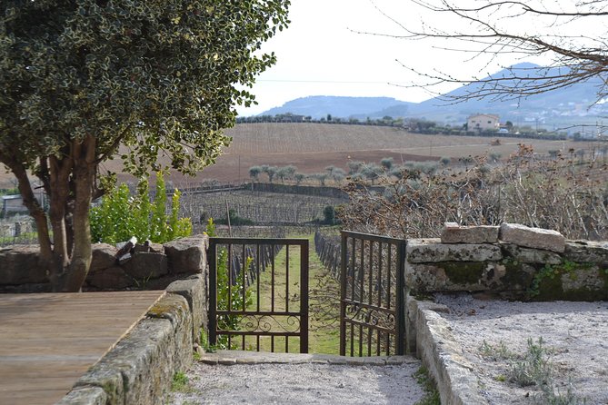 Douro Valley Tour: 2 Vineyard Visits, River Cruise, Winery Lunch - Who should book this Douro Valley day trip?