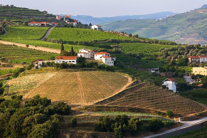 Douro Valley Tour: Wine Tasting, Cruise and Lunch from Porto - Lunch in the Douro Valley: Choosing Fish, Meat, or Vegetarian