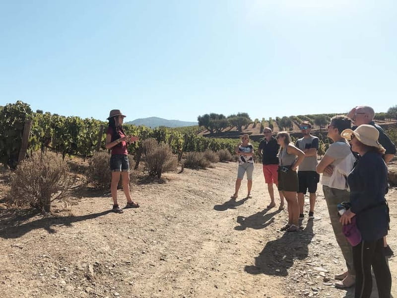 Douro Valley: Tour with Wine Tastings, Lunch, and Boat Ride - Pinhão Boat Cruise: 1 Hour on the Douro River, Relaxed and Scenic