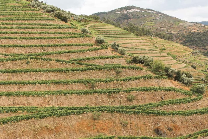 Douro Valley: Tour with Wine Tastings, Lunch, and Boat Ride - The Guides Are a Real Part of the Value