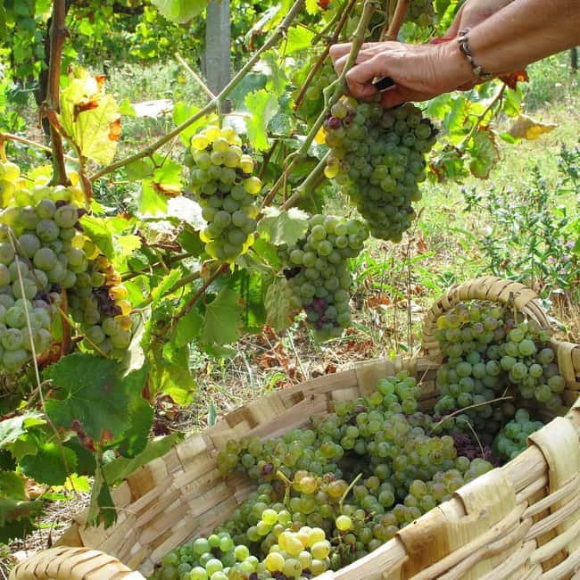 Douro Valley: Traditional Cooking Class, Farm Tour and Lunch - Should you book Quinta de Louredo?