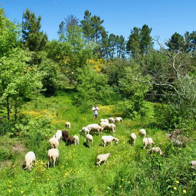 Douro Valley: Traditional Cooking Class, Farm Tour and Lunch - Tastings on the table: green wine, olive oil, cheeses, olives, and bread