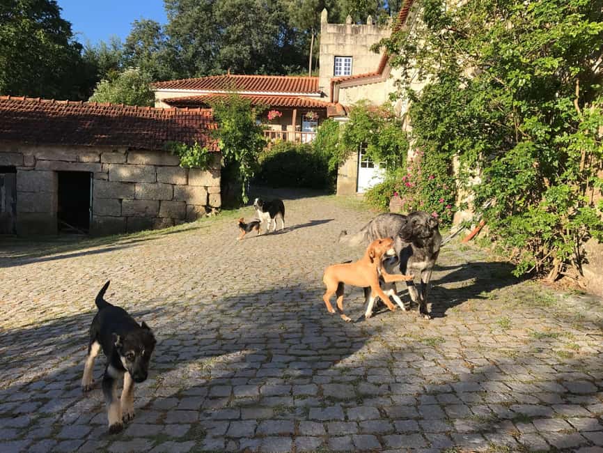 Douro Valley: Traditional Cooking Class, Farm Tour and Lunch - Price and value at $175 per person: what you are really paying for
