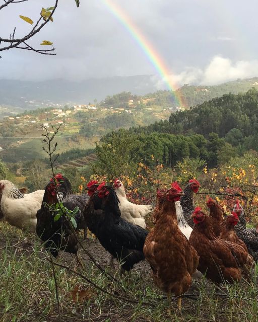 Douro Valley: Traditional Cooking Class, Farm Tour and Lunch - Tips so the day goes smoothly: transport, timing, and what to bring