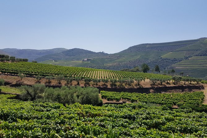Douro Valley Wine Tour: 3 Vineyard Visits, Wine Tastings, Lunch - Comfort and logistics: seats, timing, and how to stay happy in the van