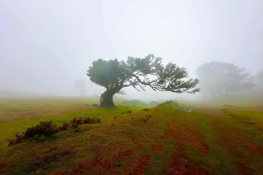 Fanal / Assobiadores - Levada Walk - Key things to look forward to