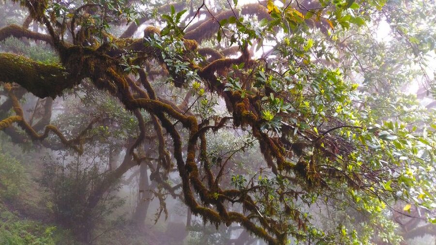 Fanal / Assobiadores - Levada Walk - Who should book this walk, and who might not love it