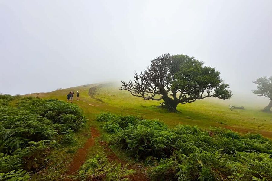 Fanal / Assobiadores - Levada Walk - How hard is it really for regular walkers