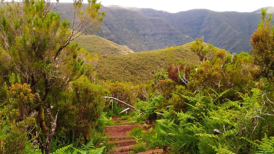 Fanal / Assobiadores - Levada Walk - Weather, mist, and when the best views show up