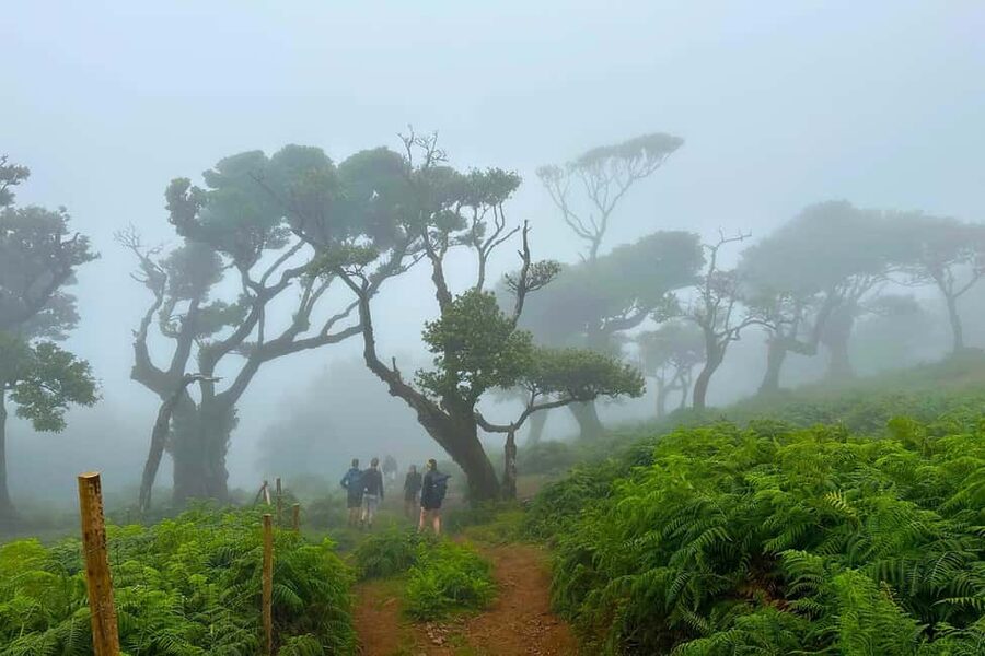 Fanal / Assobiadores - Levada Walk - The guide experience: safety, humor, and flora talk