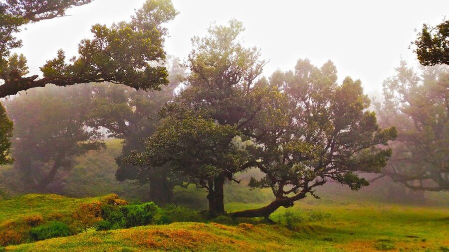 Fanal / Assobiadores - Levada Walk - Price and value: what you get for around $50
