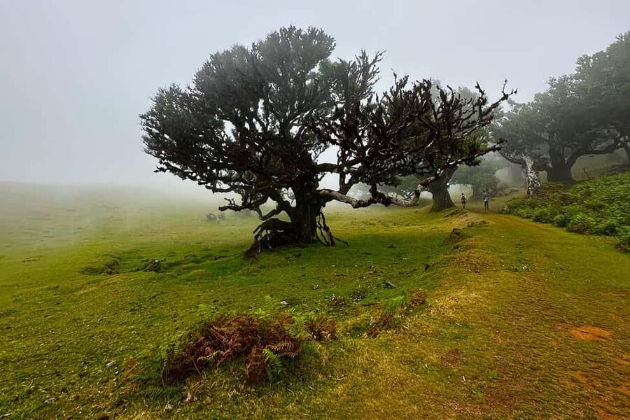 Fanal / Assobiadores - Levada Walk - The viewpoints and landmarks you’ll want on your mental map