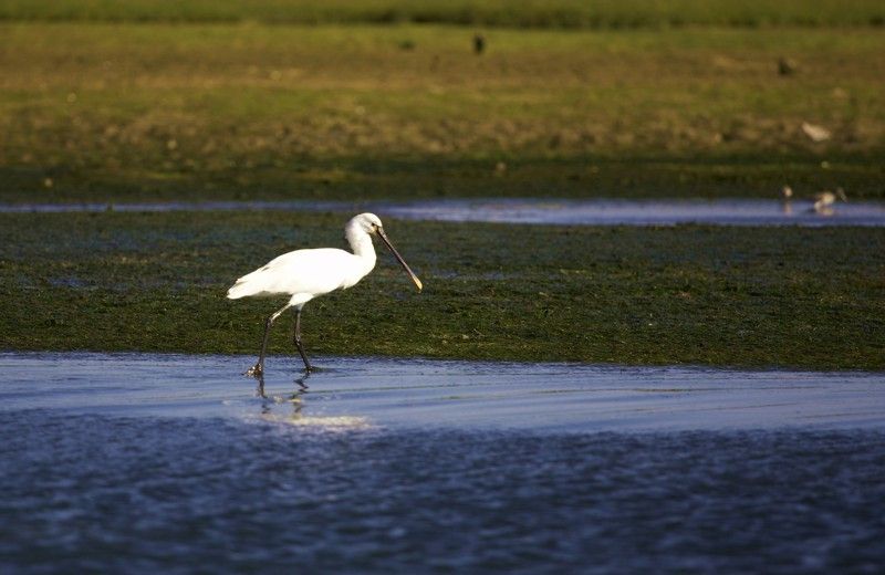 Faro Bike Tour through the Beautiful Ria Formosa - Who should book this Faro bike tour, and who might not