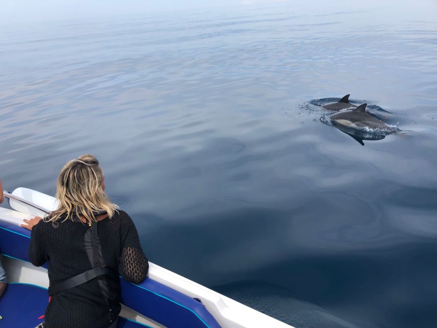 Faro: Dolphin and Wildlife Watching in the Atlantic Ocean - Quick hits before you go