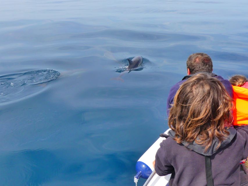 Faro: Dolphin and Wildlife Watching in the Atlantic Ocean - Who This Tour Is For (and Who Might Prefer Something Else)