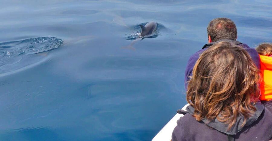 Faro: Dolphin and Wildlife Watching in the Atlantic Ocean - When You Reach the Atlantic Ocean, That Dolphin Search Gets Serious