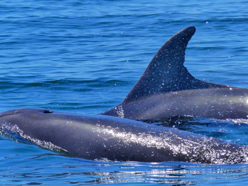 Faro: Dolphin and Wildlife Watching in the Atlantic Ocean - What Species You Might Spot: Dolphins, Porpoises, Orcas, Whales, and More