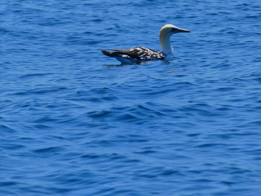 Faro: Dolphin and Wildlife Watching in the Atlantic Ocean - The 30 Minutes Dolphin Watching Window, and Why the Rule Matters