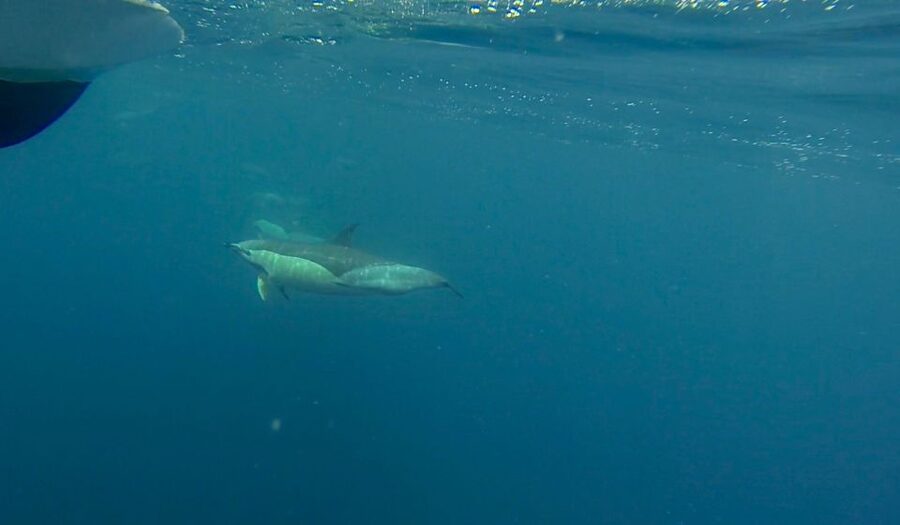 Faro: Dolphin and Wildlife Watching in the Atlantic Ocean - Price and Value: Is $76 a Good Deal for Faro Wildlife?