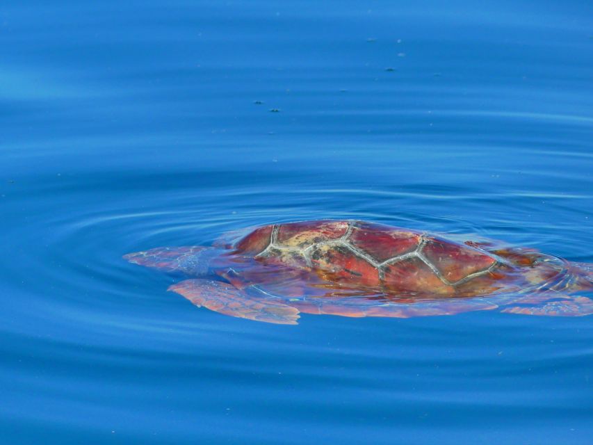 Faro: Dolphin and Wildlife Watching in the Atlantic Ocean - Best Time to Book from Faro (and What to Aim For)
