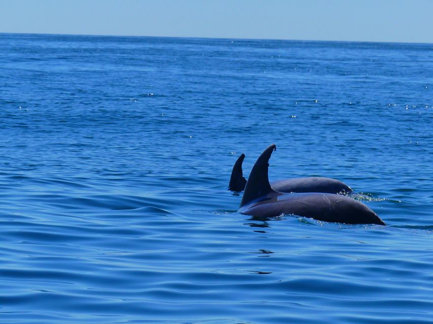 Faro: Dolphin and Wildlife Watching in the Atlantic Ocean - The Ria Formosa Natural Park Cruise and Barrier Island Views
