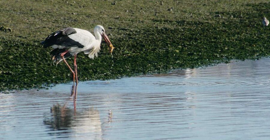 Faro: Eco-Friendly Ria Formosa Bird Watching in Solar Boat - Cruising Ria Formosa in Faro’s solar-powered birding boat