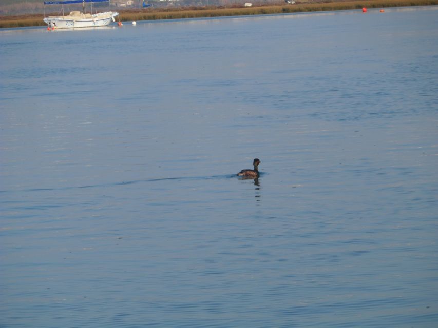 Faro: Eco-Friendly Ria Formosa Bird Watching in Solar Boat - The guided hour in Ria Formosa: canals, nesting, and tidal magic