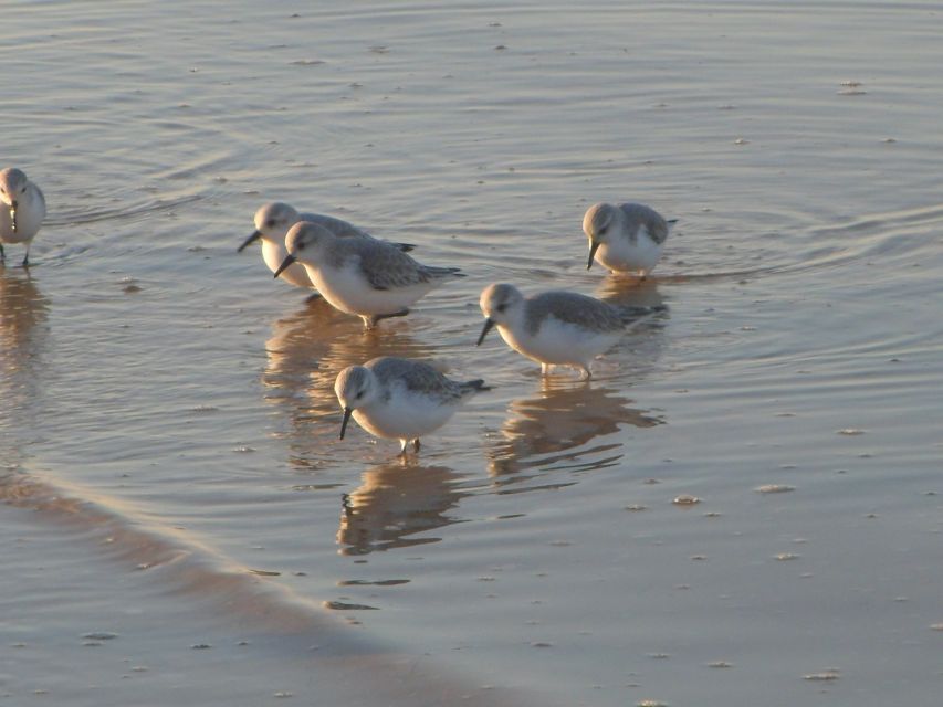 Faro: Eco-Friendly Ria Formosa Bird Watching in Solar Boat - Birds you might see: from ospreys to spoonbills and flamingos