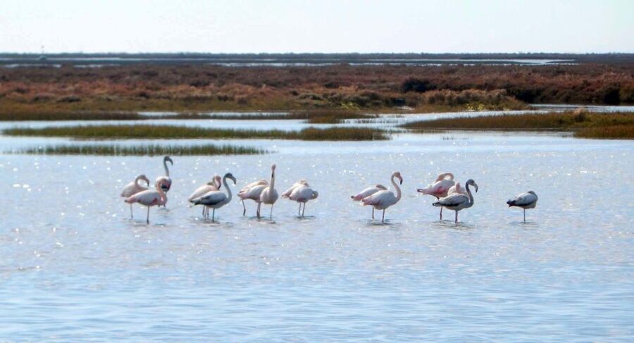 Faro: Eco-Friendly Ria Formosa Bird Watching in Solar Boat - Itinerary flow: 2 hours that feel focused, not rushed