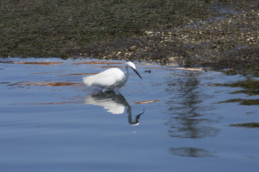 Faro: Eco-Friendly Ria Formosa Bird Watching in Solar Boat - Price and value: is $47 worth it?