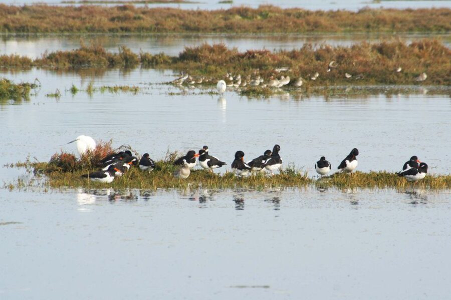 Faro: Eco-Friendly Ria Formosa Bird Watching in Solar Boat - Small group setup, languages, and how guides keep you on birds