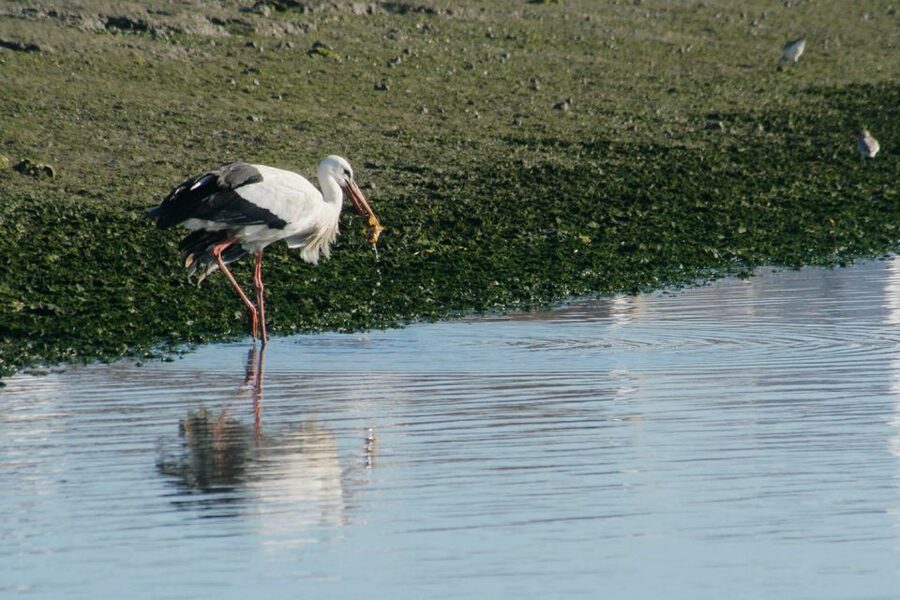 Faro: Eco-Friendly Ria Formosa Bird Watching in Solar Boat - Where you meet at Rua da Porta Nova (and what to bring)