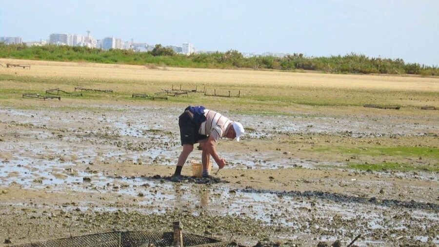 Faro: Ria Formosa Eco Birdwatching Boat Tour - Price and value: is $47 worth it?