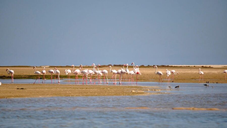 Faro: Ria Formosa Eco Birdwatching Boat Tour - One thing to consider before you go