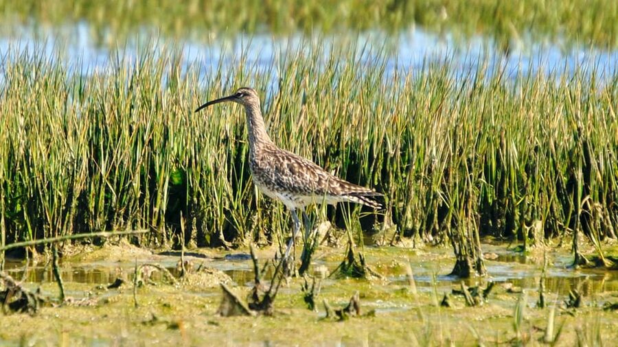 Faro: Ria Formosa Eco Birdwatching Boat Tour - The solar-powered boat experience, and why it helps birds