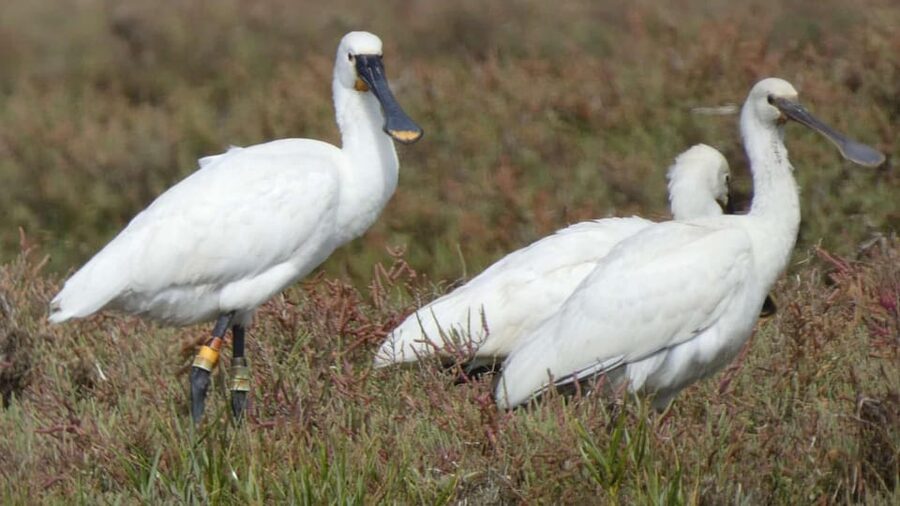 Faro: Ria Formosa Eco Birdwatching Boat Tour - Your 2-hour route from Cais das Portas do Mar