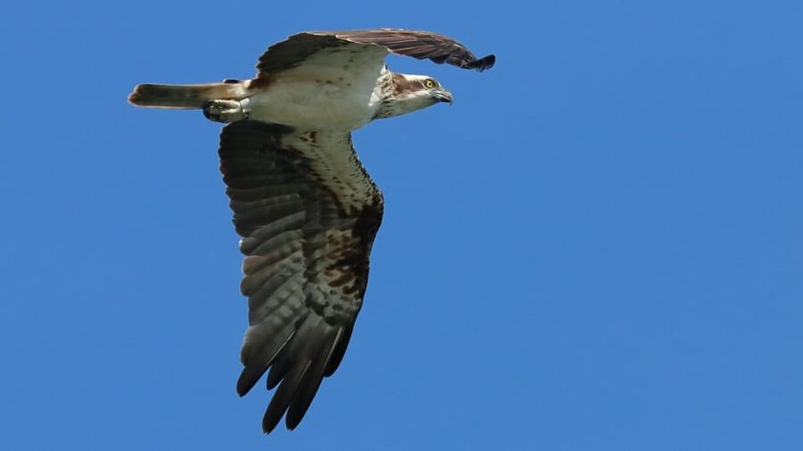 Faro: Ria Formosa Eco Birdwatching Boat Tour - Species you might spot, plus what to watch for