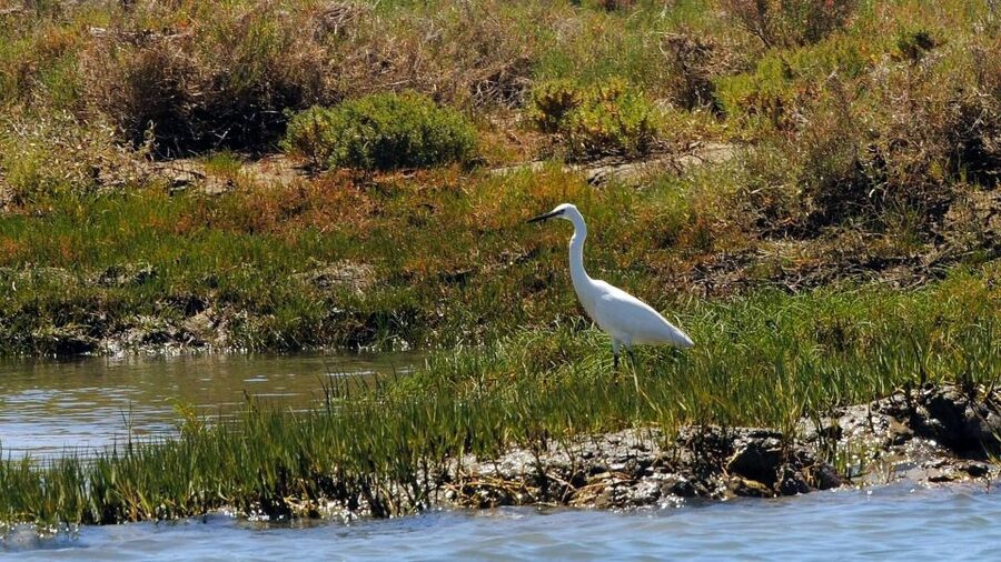 Faro: Ria Formosa Eco Birdwatching Boat Tour - April and May: when birds slow down, the experience changes