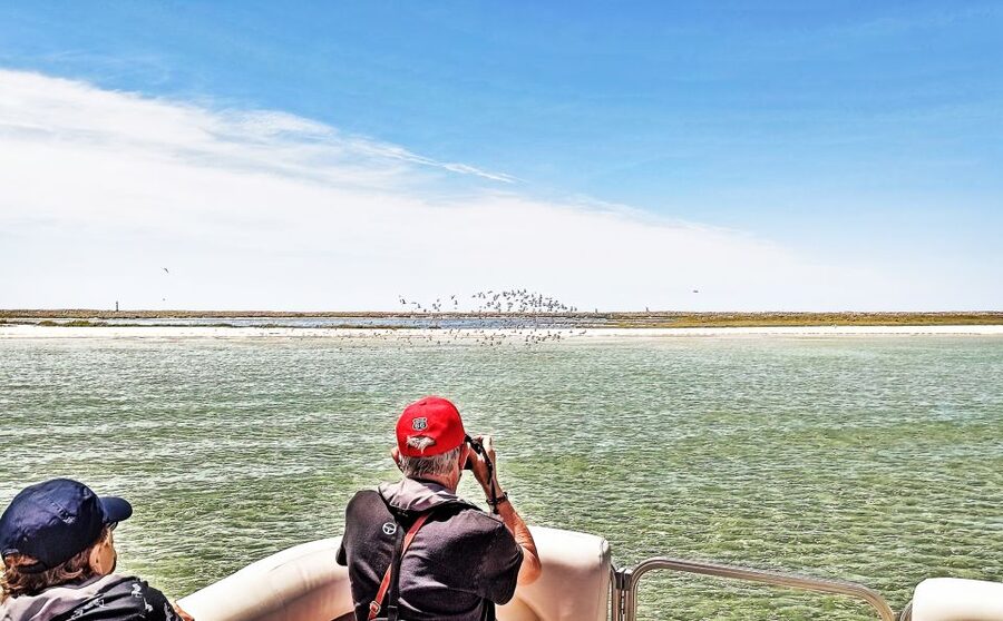 Faro: Ria Formosa Faro Islands Boat Tour - The Barreta Island break, your swim and shell time