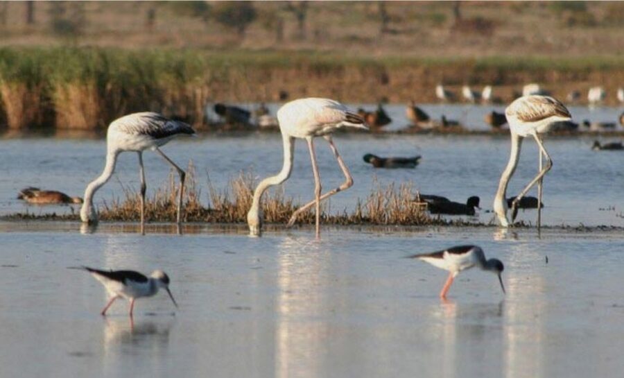 Faro: Ria Formosa Guided Sunset Tour by Catamaran - Parque Natural da Ria Formosa: What the Guide Helps You Actually See