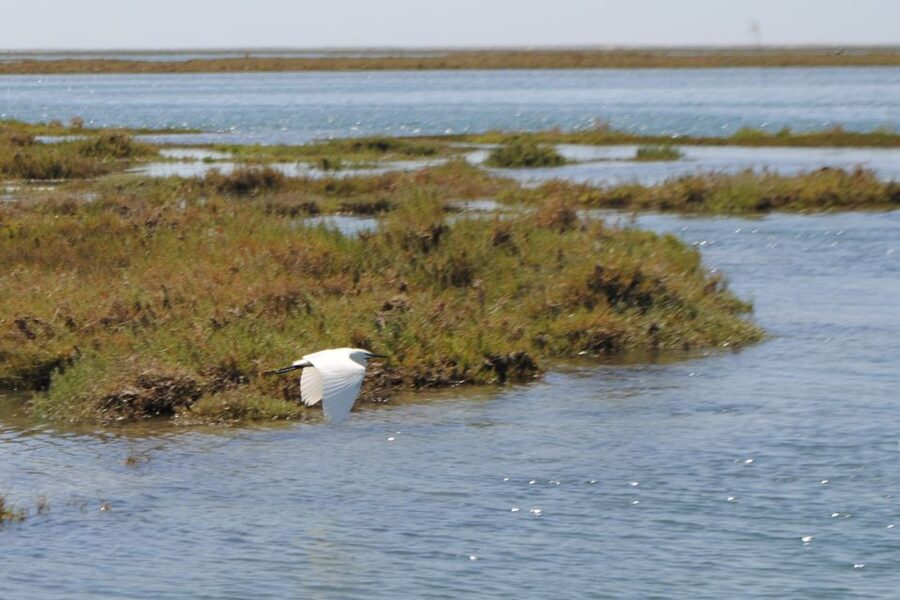 Faro: Ria Formosa Lagoon Small Boat Tour with Local Guide - Ria Formosa in 60 Minutes: How the Tour Actually Feels