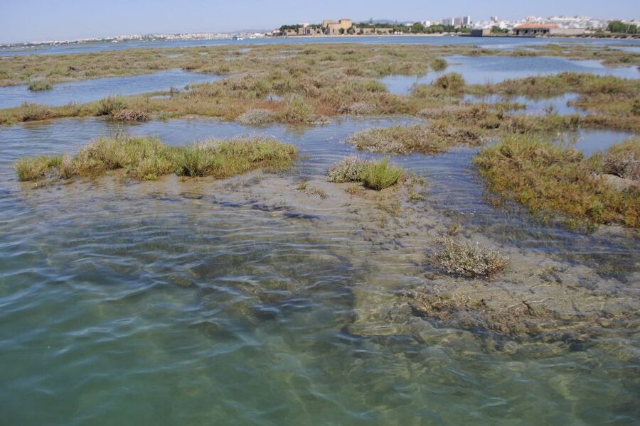 Faro: Ria Formosa Lagoon Small Boat Tour with Local Guide - What to Wear and Bring (Because the Lagoon Has Weather)